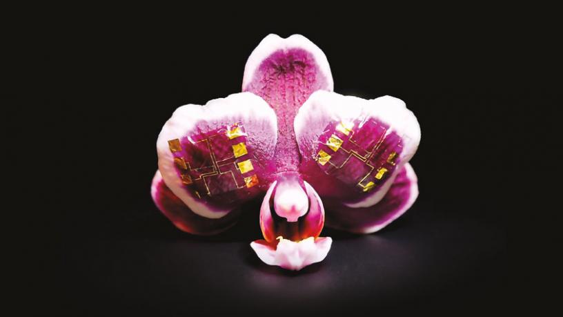 Pink orchid petals with ion-gated transistors on the surface.