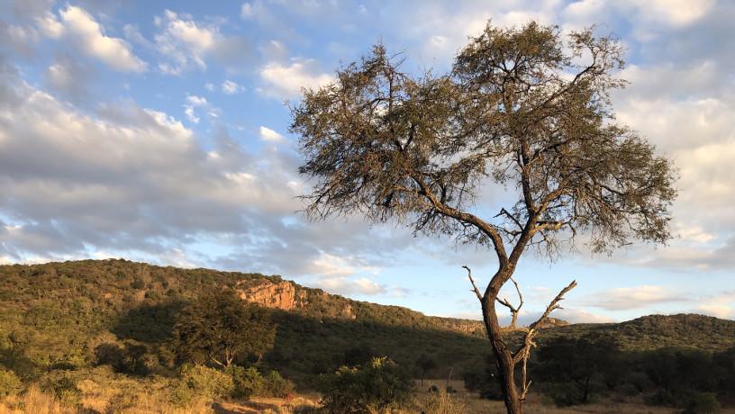 Sunny picture of the semi-arid Limpopo province in South Africa with a single tree in the foreground.