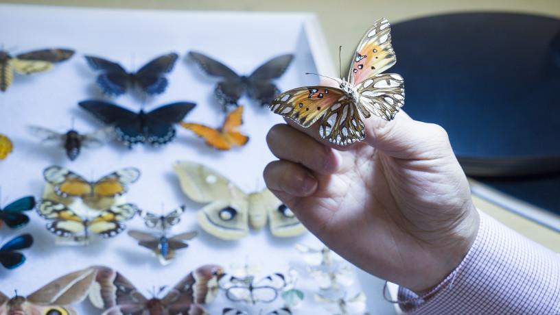 Prof. Yu holding a butterfly with white and brown wings.